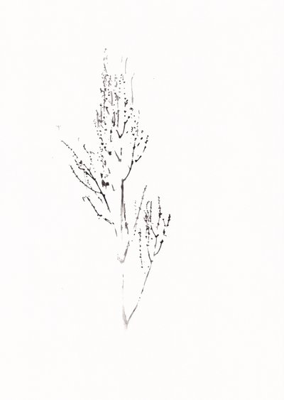 Dibujo botánico delicado de Maira Ribena