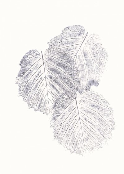 Texturas minimalistas de hojas de Maira Ribena