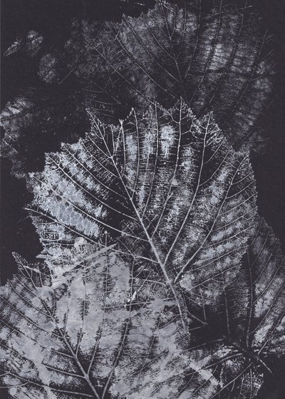 Estudio monocromo de una hoja de Maira Ribena