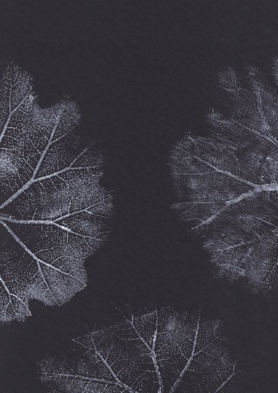 Texturas de hojas en blanco y negro de Maira Ribena