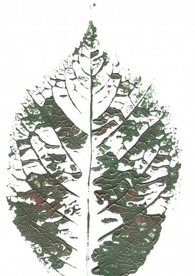 Hoja verde con textura de Maira Ribena