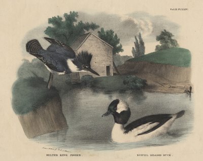 Martín Pescador Cintado y Pato Cabeza de Búfalo, de 