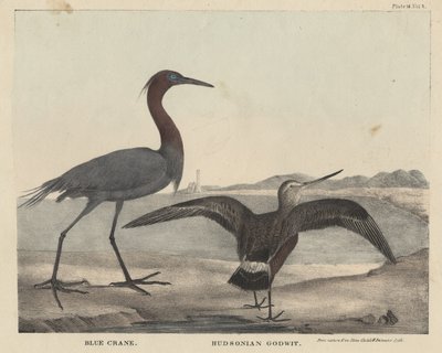 Grulla azul, Aguatero de Hudson, litografía por Childs e Inman, de 