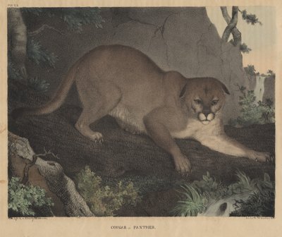 Puma o Pantera, de 