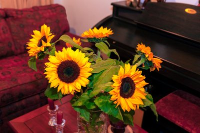 Girasoles amarillos brillantes o Helianthus Annuus de la cordillera de los Andes en Colombia decoran una casa en la ciudad de Bogotá de Mano Chandra Dhas