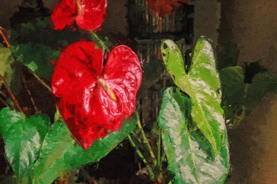 Anthurium rojo grande en forma de corazón de Mano Chandra Dhas