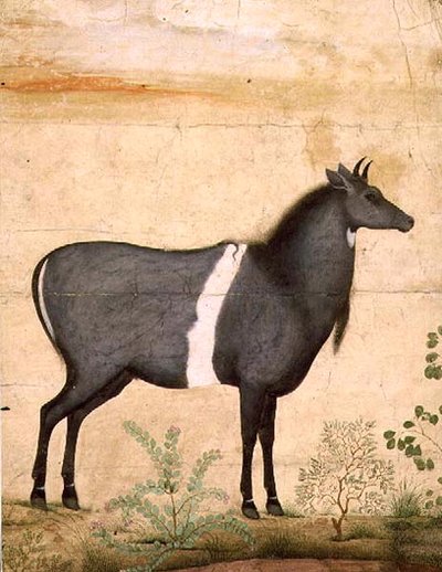 Nilgai (vaca azul) Escuela Mughal, principios del siglo XVII de Mansur (attr. to)