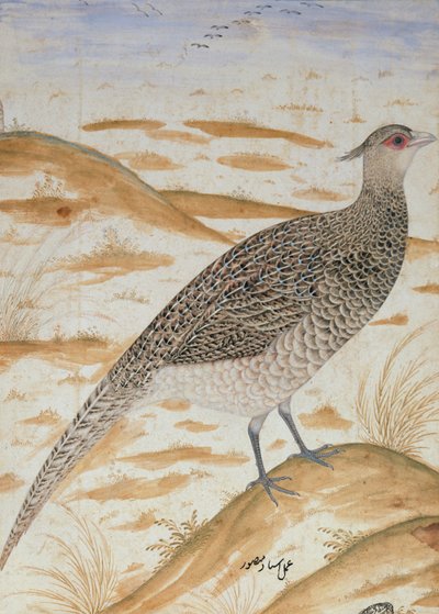 Faisán cheer del Himalaya, periodo de Jahangir, Mughal, c.1620 de Mansur