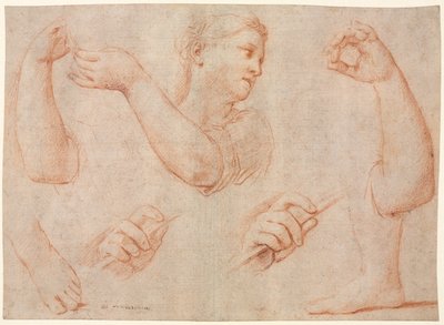 Estudio de una joven tocando una pandereta, y estudios de un brazo, manos y pies..., c. 1711 de Marcantonio Franceschini