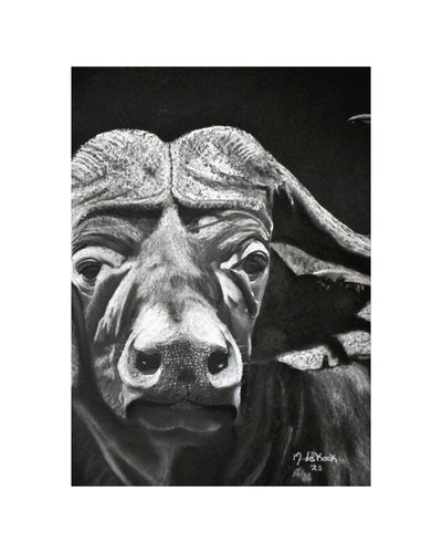 Búfalo de Marchelle de Kock