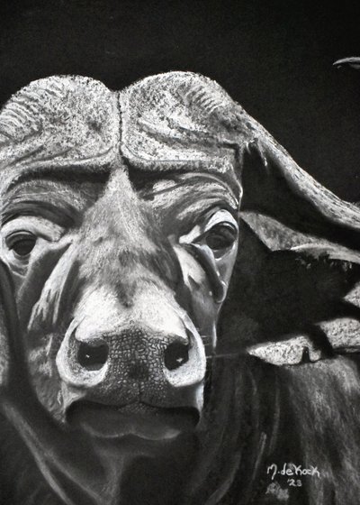 Búfalo de Marchelle de Kock