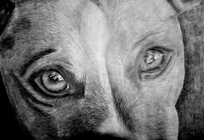 La mirada conmovedora de un perro de Marchelle de Kock