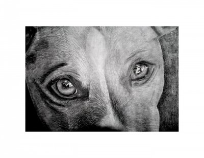 Ojos de perro llenos de emoción de Marchelle de Kock