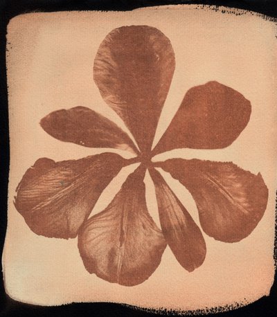 Amapola, 2023 (cianotipia) de Marco Campedelli