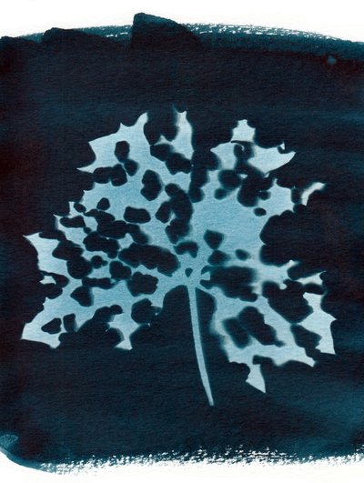 Hoja enferma, 2023 (cianotipia) de Marco Campedelli