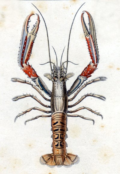 Placa de Historia Natural: El langostino según Marc Elieser Bloch Ichtyologie París - Berlín - Londres 1787. de Marcus Élieser Bloch
