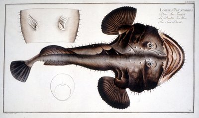 Placa de historia natural: La Lotte d