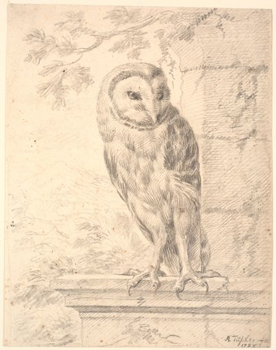 Búho del Barón von Stosch de Marcus Tuscher