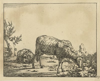 Pastoreo de ovejas y ovejas tumbadas en la valla Ovejas (título de la serie) de Marcus de Bye