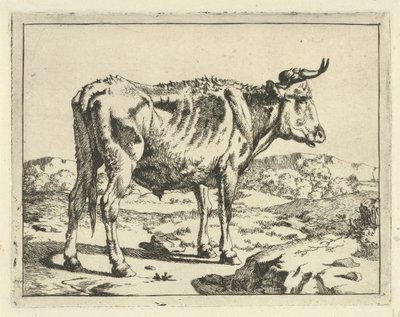toro, posición, por, roca Bovinos y porcinos (título de la serie) de Marcus de Bye