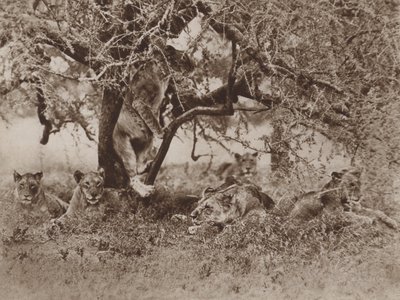 ¿Los leones trepan árboles?, la respuesta de la cámara de Marcuswell Maxwell