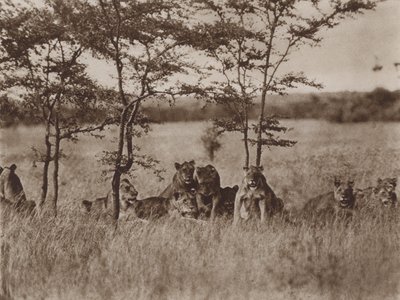 Frente a la cámara, una tropa de nueve leones en reposo de Marcuswell Maxwell