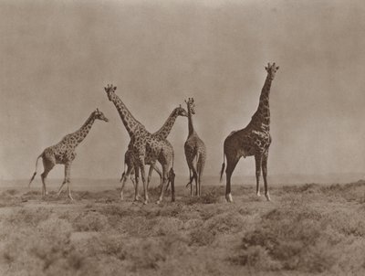 En las llanuras de Kenia de Marcuswell Maxwell