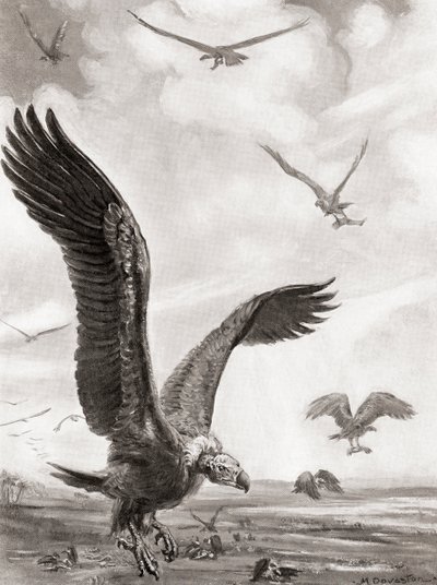 Buitres llevándose los miembros de los muertos en batalla, de la Historia de las Naciones de Hutchinson, pub.1915 de Margaret (after) Dovaston