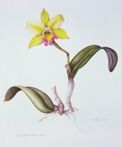 Brassolaeliocattleya Greenwich, Elmhurst de Margaret Ann Eden