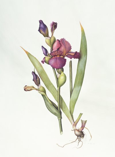 Iris de Margaret Ann Eden