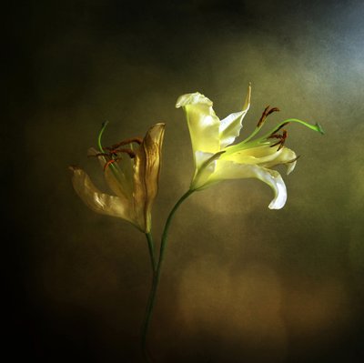Lirio en flor y marchito de Margaret Halaby