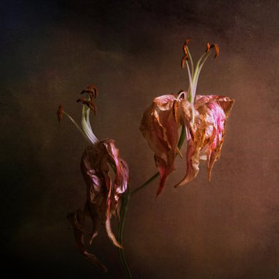 Lirios elegantes que se marchitan de Margaret Halaby