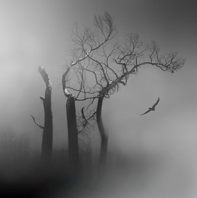 Árboles brumosos y pájaro solitario de Margaret Halaby