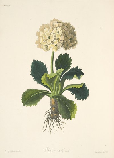 Aurícula, de Ilustraciones florales de las estaciones, pub. 1829 de Margaret Roscoe