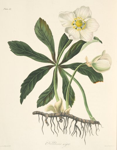 Helleborus negro o rosa de Navidad, de Ilustraciones florales de las estaciones, pub. 1829 de Margaret Roscoe