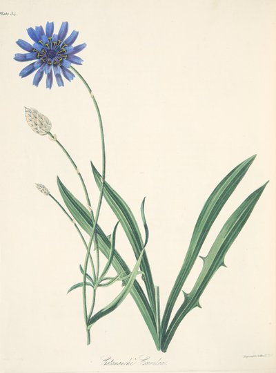 Catananche azul, de Ilustraciones florales de las estaciones, pub. 1829 de Margaret Roscoe