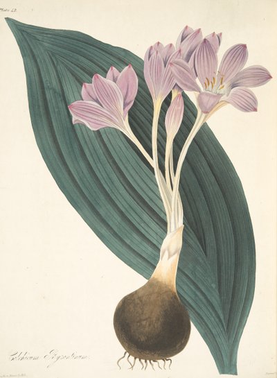 Azafrán de pradera de hojas anchas, de Ilustraciones florales de las estaciones, pub. 1829 de Margaret Roscoe