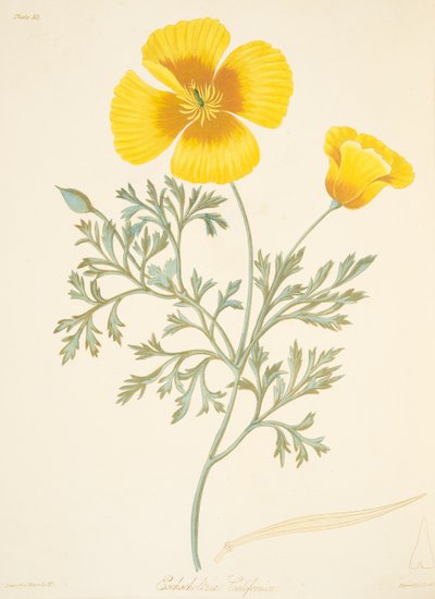Eschscholtzia californiana, de Ilustraciones florales de las estaciones, pub. 1829 de Margaret Roscoe