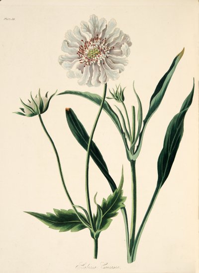 Escabiosa caucásica, de Ilustraciones florales de las estaciones, pub. 1829 de Margaret Roscoe