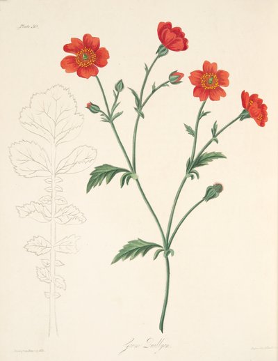 Geum chileno, de Ilustraciones florales de las estaciones, pub. 1829 de Margaret Roscoe