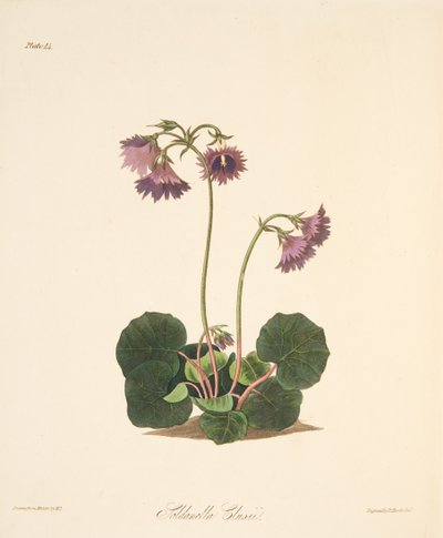 Soldanella de Clusius, de Ilustraciones florales de las estaciones, pub. 1829 de Margaret Roscoe