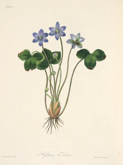 Hepática azul común, de Ilustraciones florales de las estaciones, pub. 1829 de Margaret Roscoe