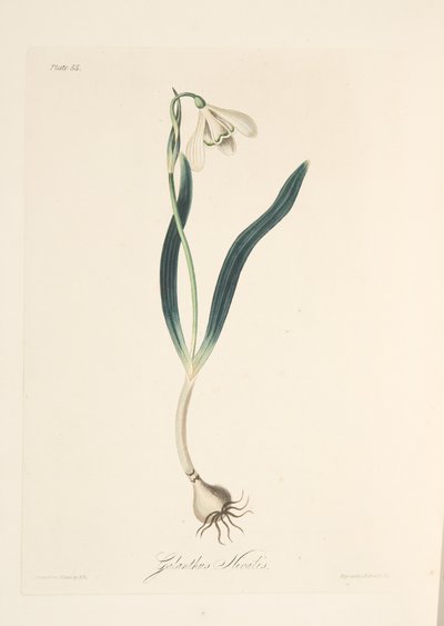 Campanilla de invierno común, de Ilustraciones florales de las estaciones, pub. 1829 de Margaret Roscoe