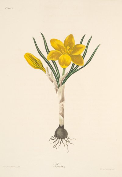 Crocus amarillo común, de Ilustraciones florales de las estaciones, pub. 1829 de Margaret Roscoe