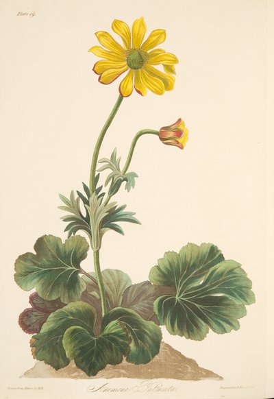 Anémona de hojas de ciclamen, de Ilustraciones florales de las estaciones, pub. 1829 de Margaret Roscoe