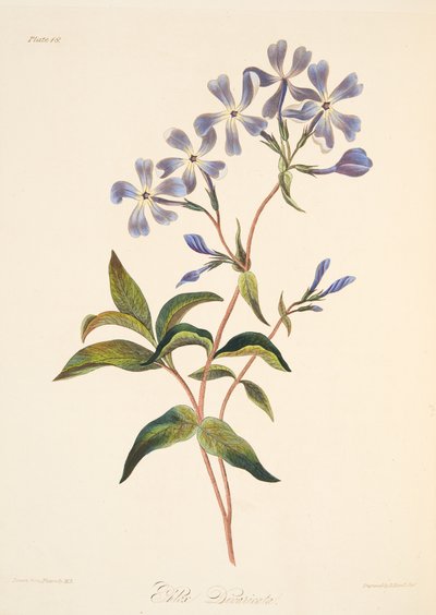 Lichnidea de floración temprana, de Ilustraciones florales de las estaciones, pub. 1829 de Margaret Roscoe