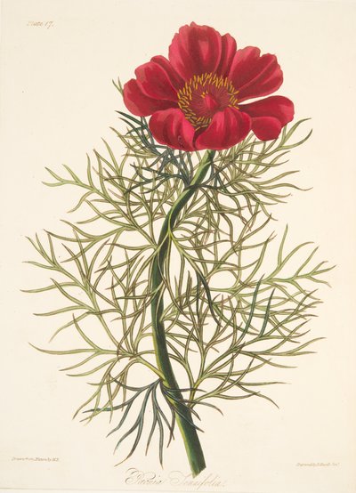 Peonía de hojas finas, de Ilustraciones florales de las estaciones, pub. 1829 de Margaret Roscoe