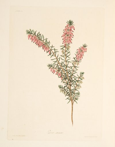 Brezo de floración temprana de color carne, de Ilustraciones florales de las estaciones, pub. 1829 de Margaret Roscoe