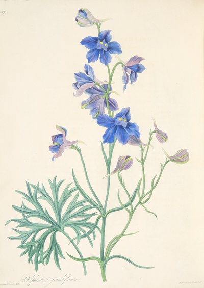 Espuela de caballero de flores grandes, de Ilustraciones florales de las estaciones, pub. 1829 de Margaret Roscoe
