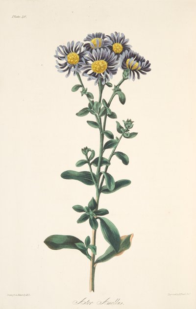 Áster italiano, de Ilustraciones florales de las estaciones, pub. 1829 de Margaret Roscoe